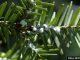 hemlock woolly adelgid