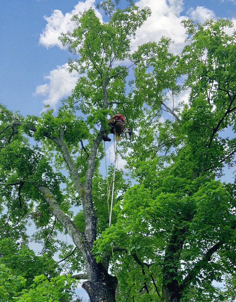 tree removal chattanooga