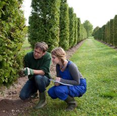 arborist service chattanooga