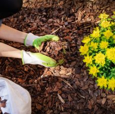 arborist service chattanooga