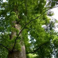 arborist service chattanooga