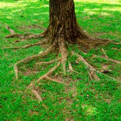 arborists in chattanooga