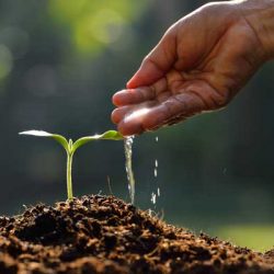 chattanooga tn tree removal service