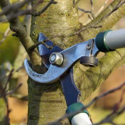 arborists in chattanooga