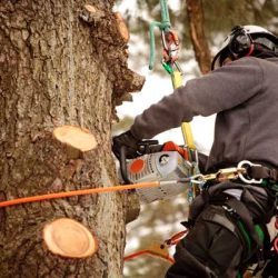 arborists in chattanooga