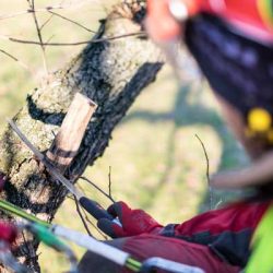 arborists in chattanooga