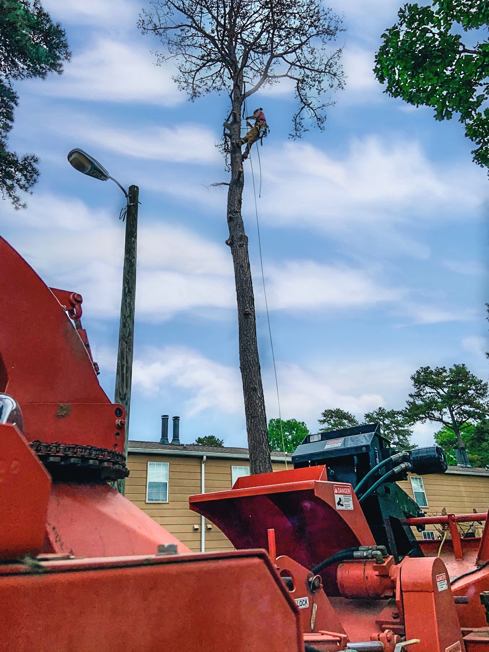 tree removal services chattanooga