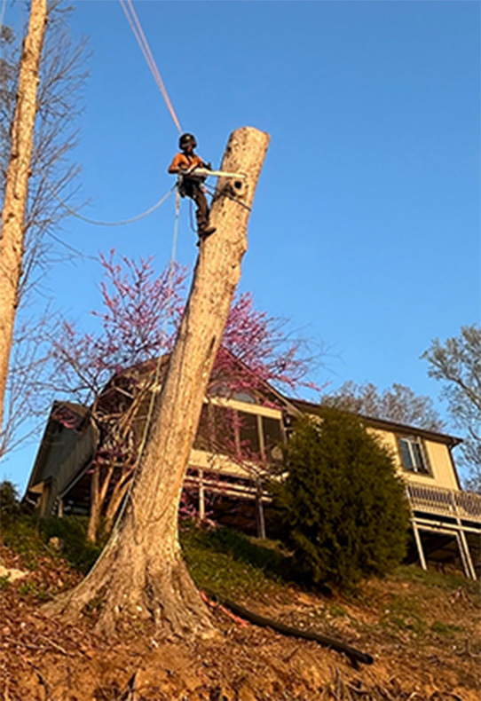 arborist cutting a tree with a chainsaw while suspended by ropes.