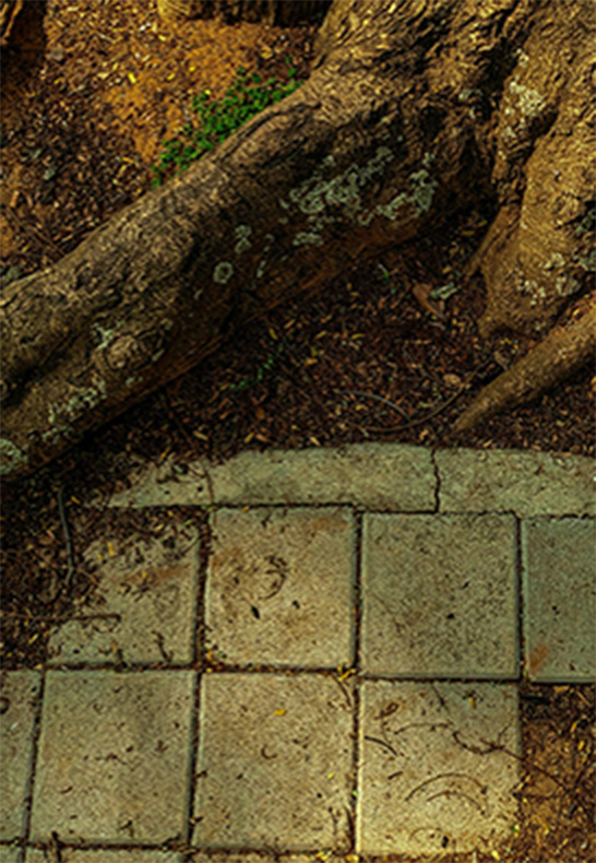 large tree roots cross over a paved walkway.