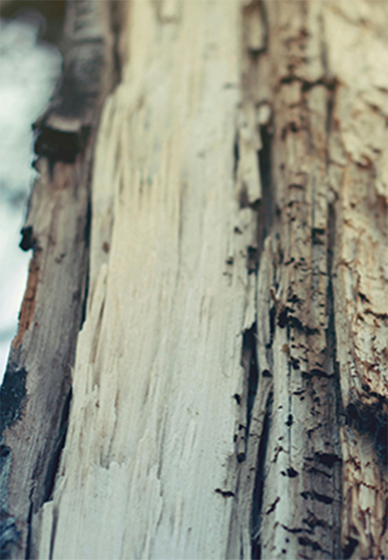 close up of weathered, splintered wood with insect holes