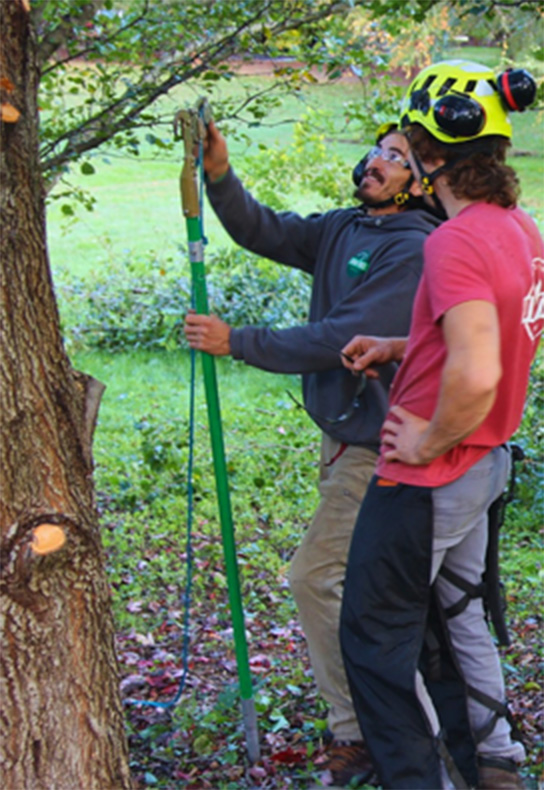 two arborists work on a tree with a long pole tool