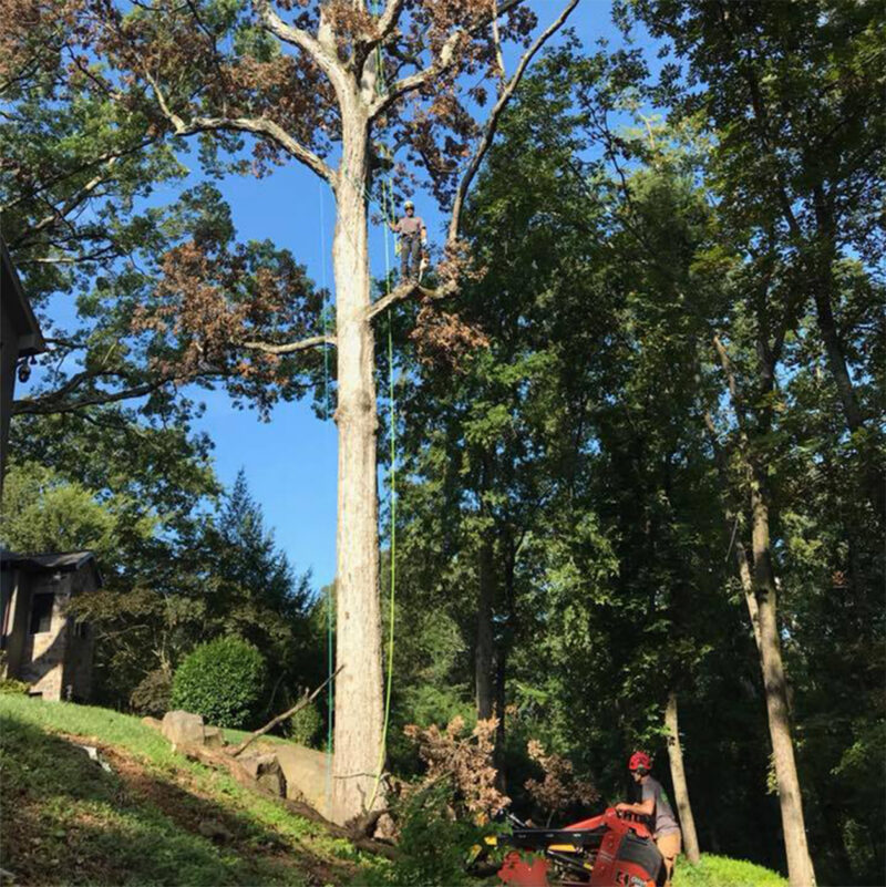 Urban Tree arborist climbing a tall tree while a teammate operates a wood chipper below