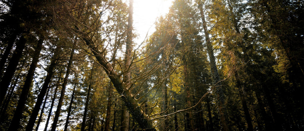 Sunlight filtering through the healthy canopy of tall, dense trees