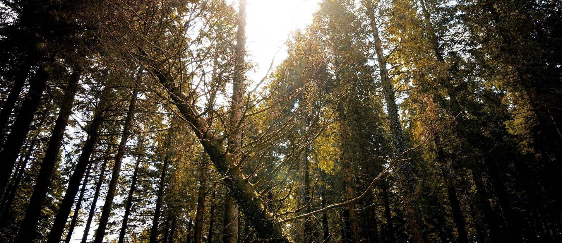 sunlight filters through the branches of tall, dense trees.