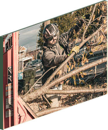 arborist wearing helmet trims tree branches with a tool.