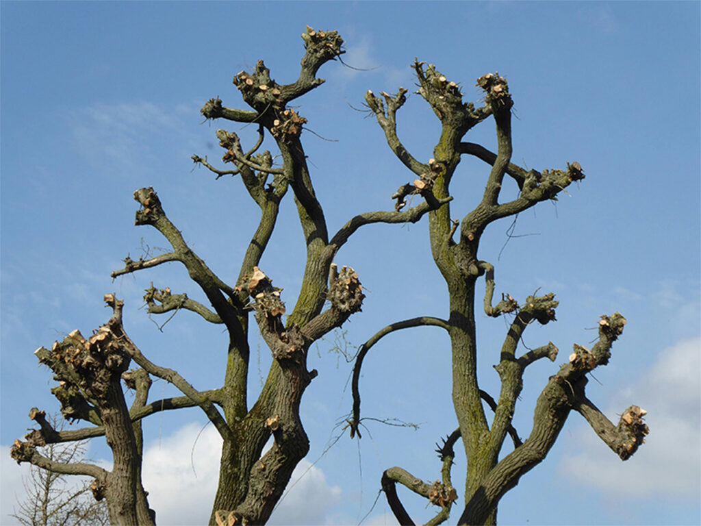 pruned trees with bare branches against a blue sky