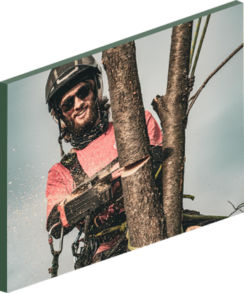 arborist wearing safety gear uses a chainsaw to cut a tree branch.