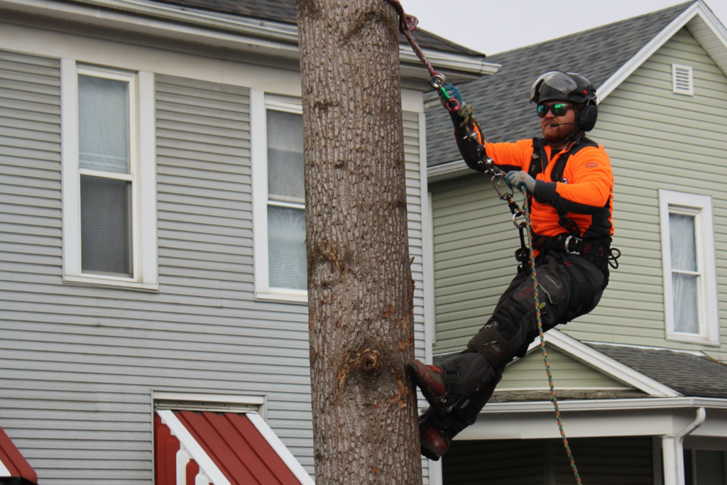 Licensed Urban Tree arborist in safety gear and helmet using professional rigging to scale a tree next to a Chattanooga residential home.