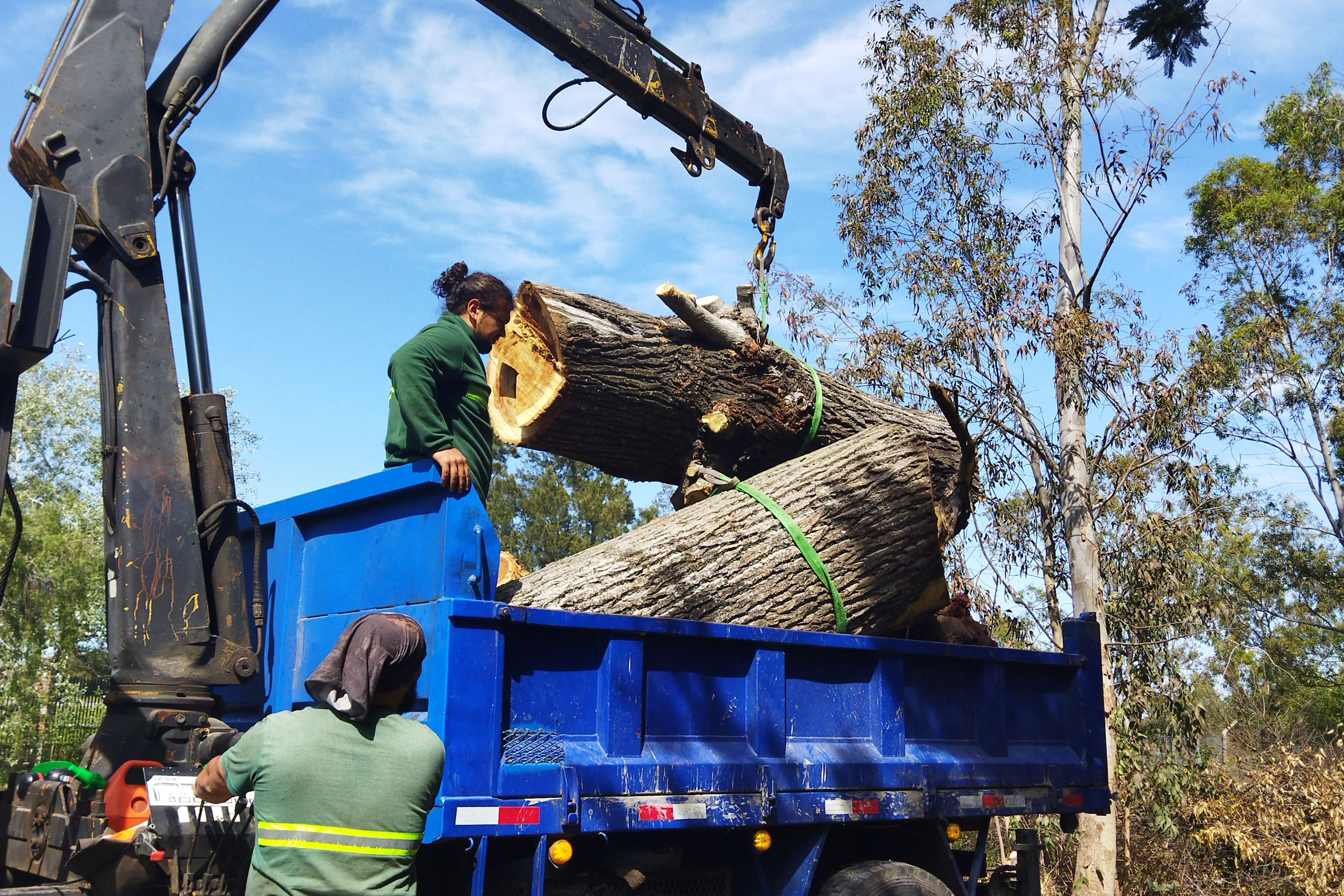 Urban Tree crew using a heavy crane arm to load massive tree trunks into a blue haul truck during a large-scale tree removal project in Chattanooga.