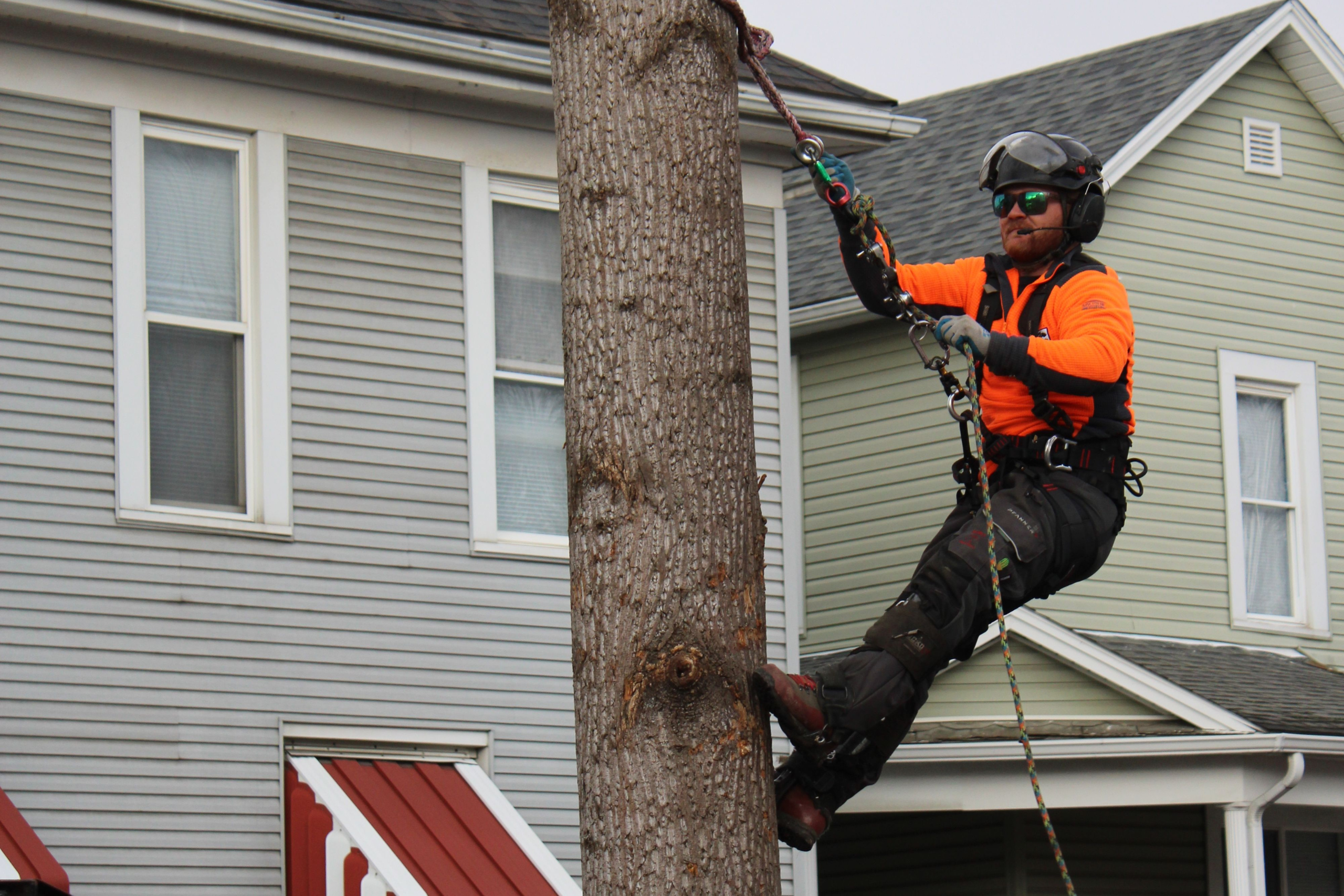 Licensed Urban Tree arborist in safety gear and helmet using professional rigging to scale a tree next to a Chattanooga residential home.