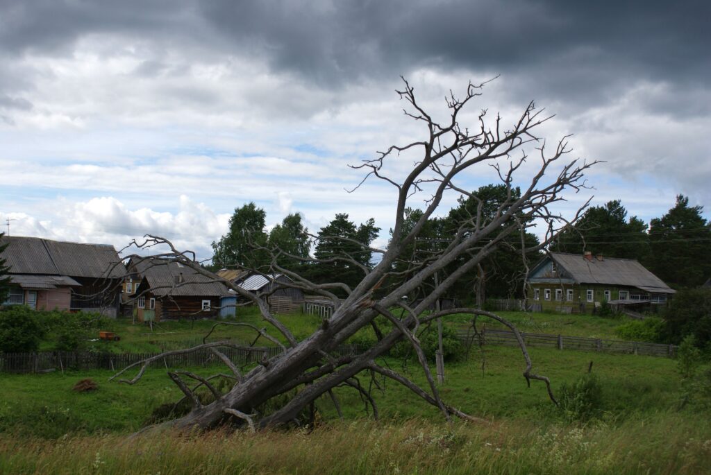 A mature, completely bare dead tree fallen over grassy terrain, threatening neighboring residential houses near Lookout Mountain.