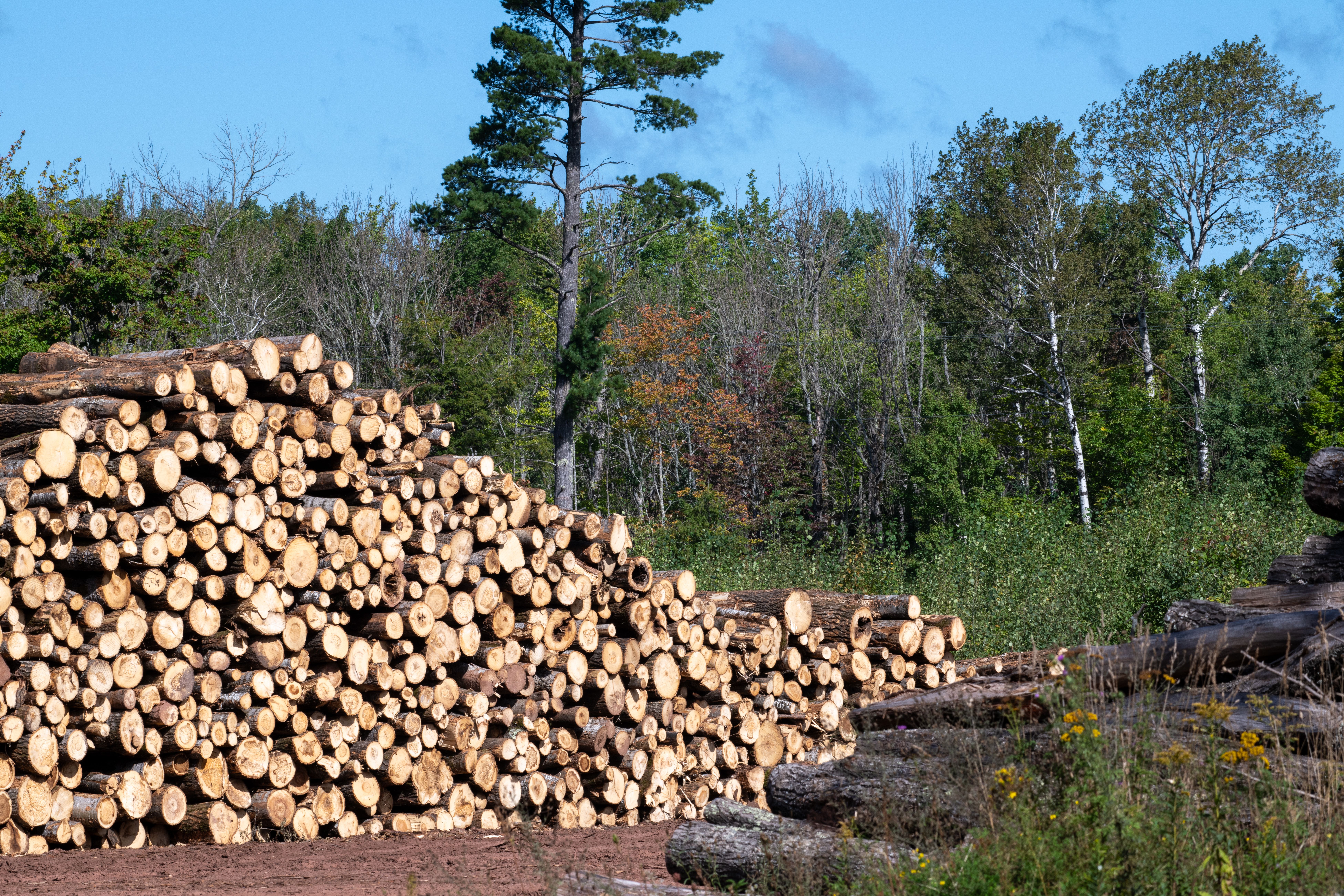 Stacked logs and wood debris after a professional tree removal near Chattanooga, TN