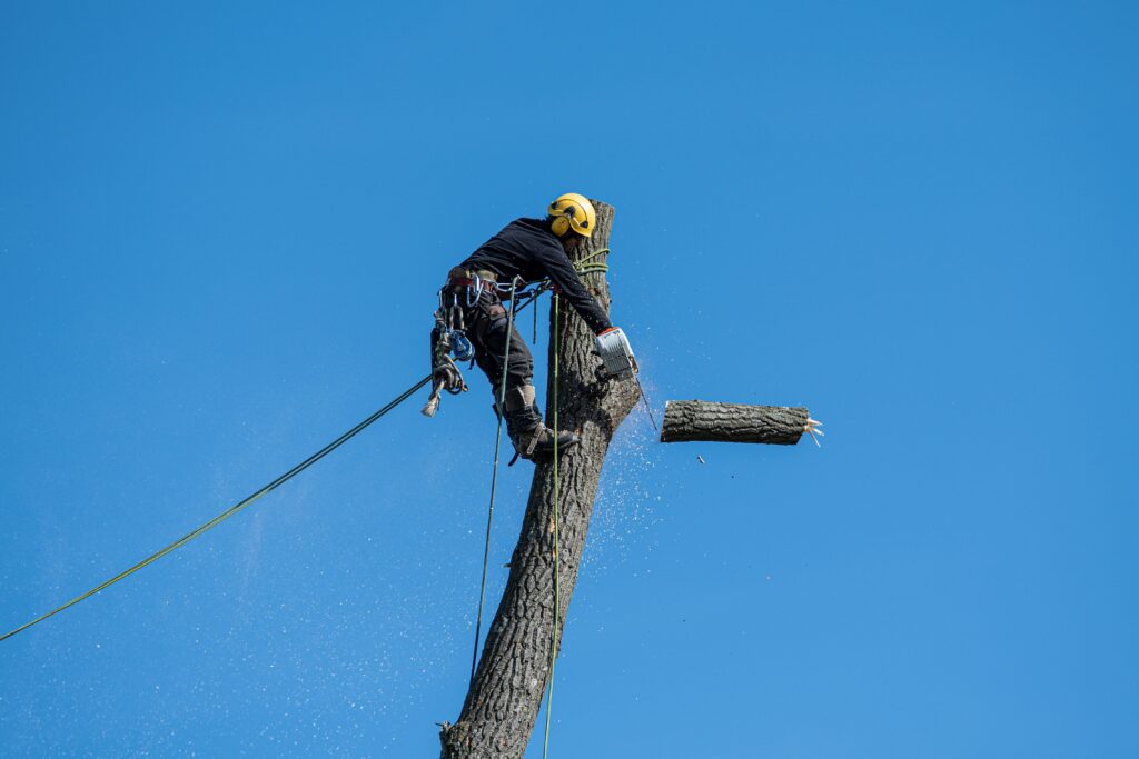 Certified arborist performing a professional tree removal using rope rigging high in the canopy