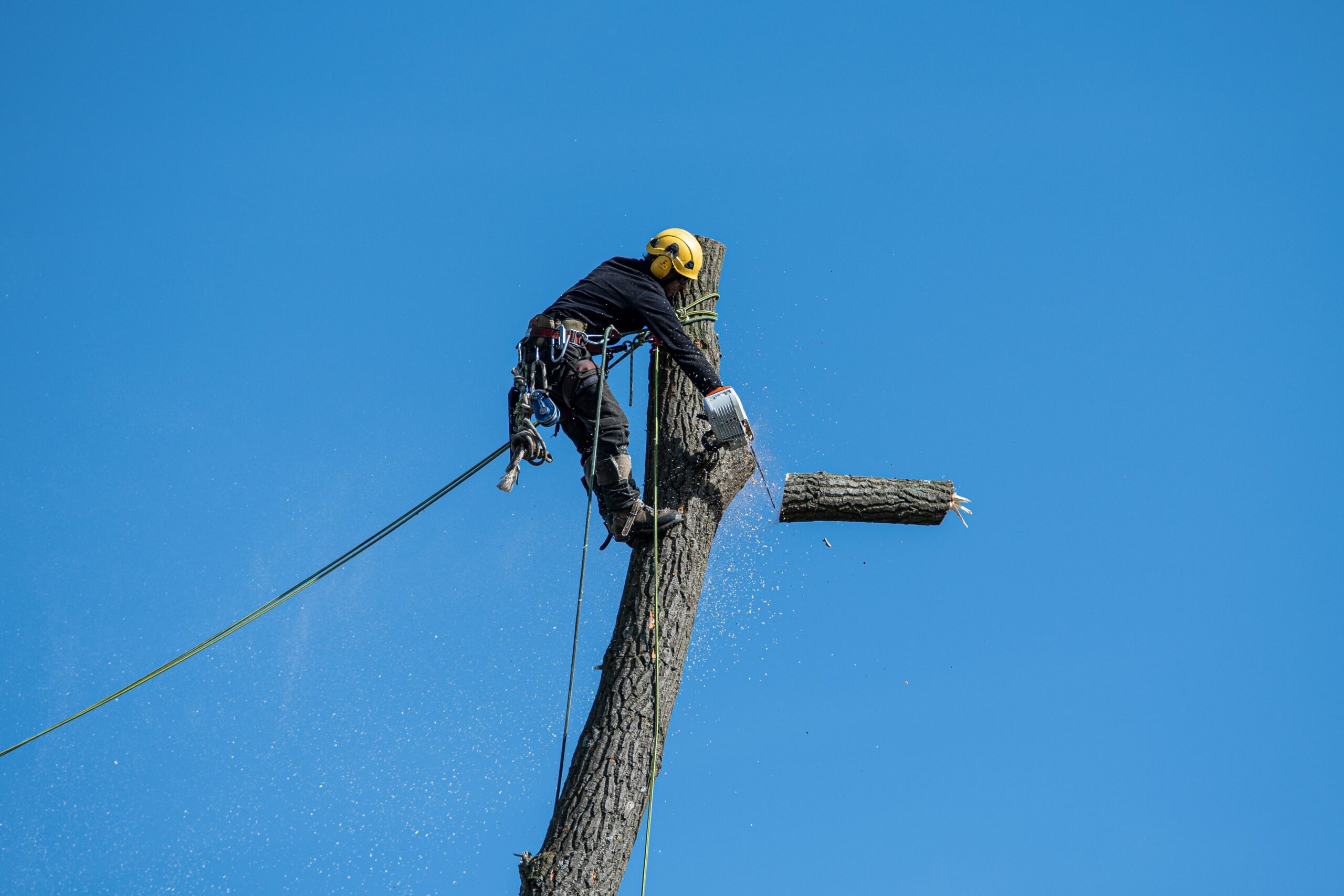 Certified arborist performing a professional tree removal using rope rigging high in the canopy