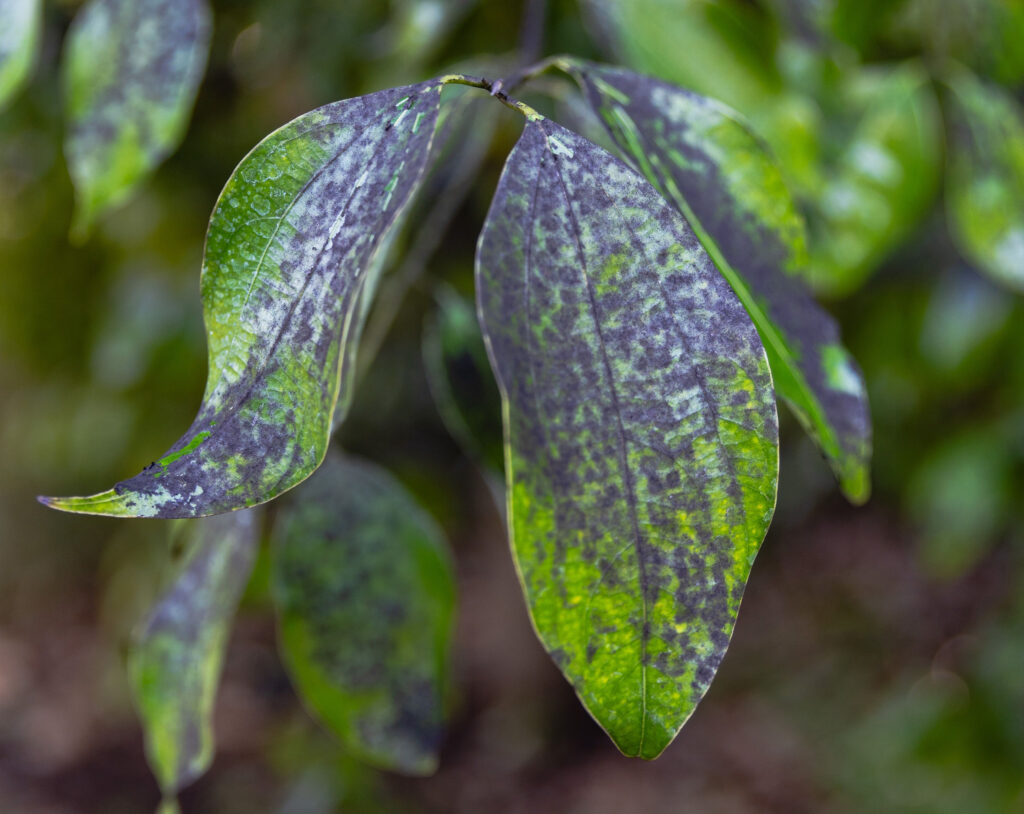 Common tree diseases in East Tennessee - leaf spot fungal damage on tree foliage