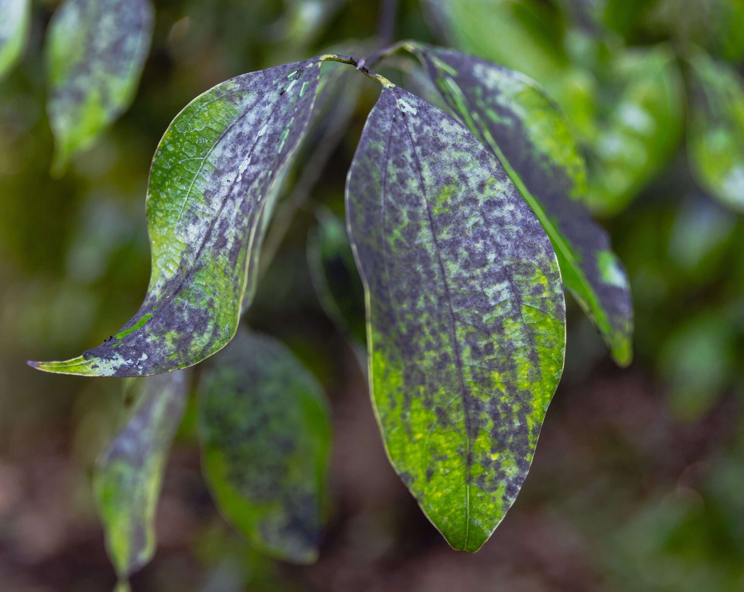 Common tree diseases in East Tennessee - leaf spot fungal damage on tree foliage