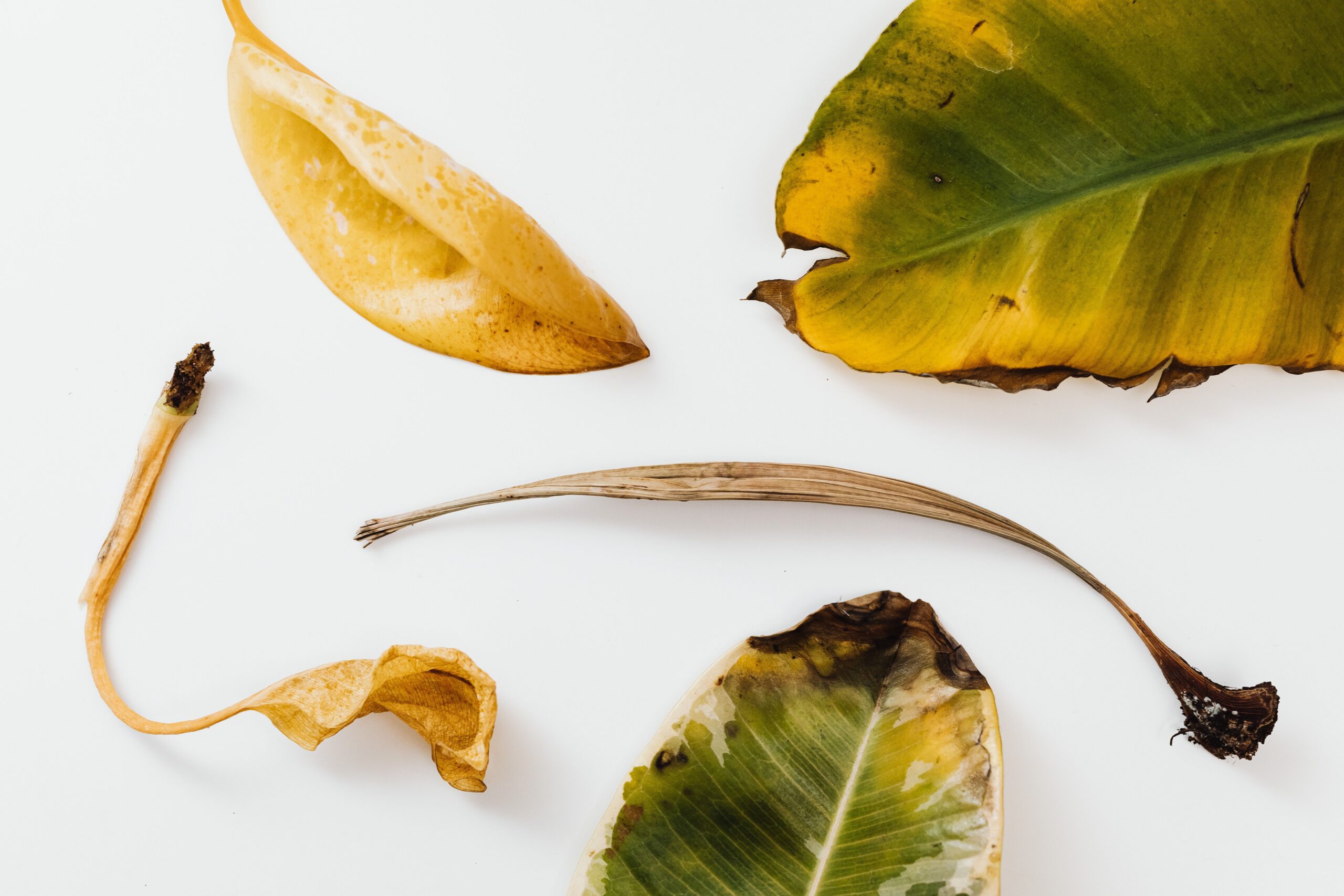 Tree losing leaves in summer showing different stages of leaf yellowing and browning Title: Stages of Leaf Decline in a Tree Losing Leaves in Summer