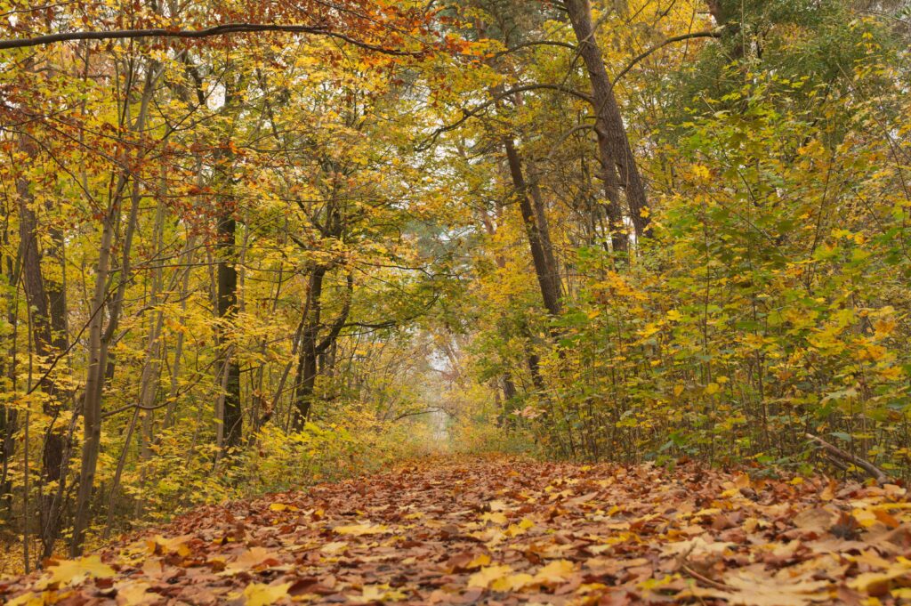 Fall tree services season captured on a leaf-covered forest path near Chattanooga, TN