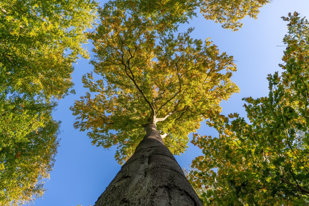 Tree canopy transitioning to fall color, a good time for fall tree services