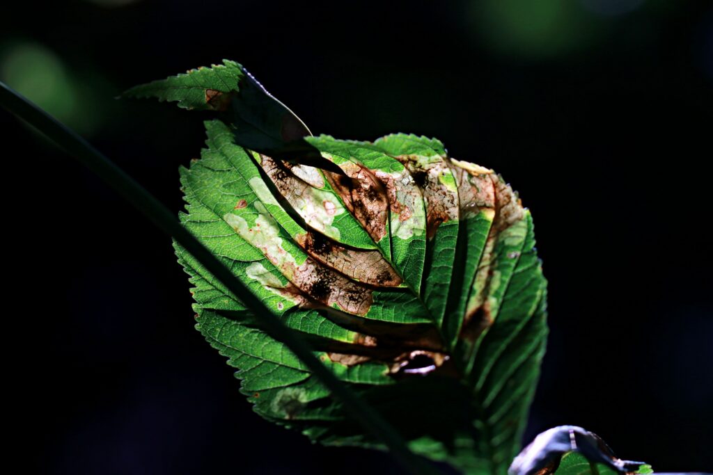 Anthracnose leaf damage on an East Tennessee hardwood tree