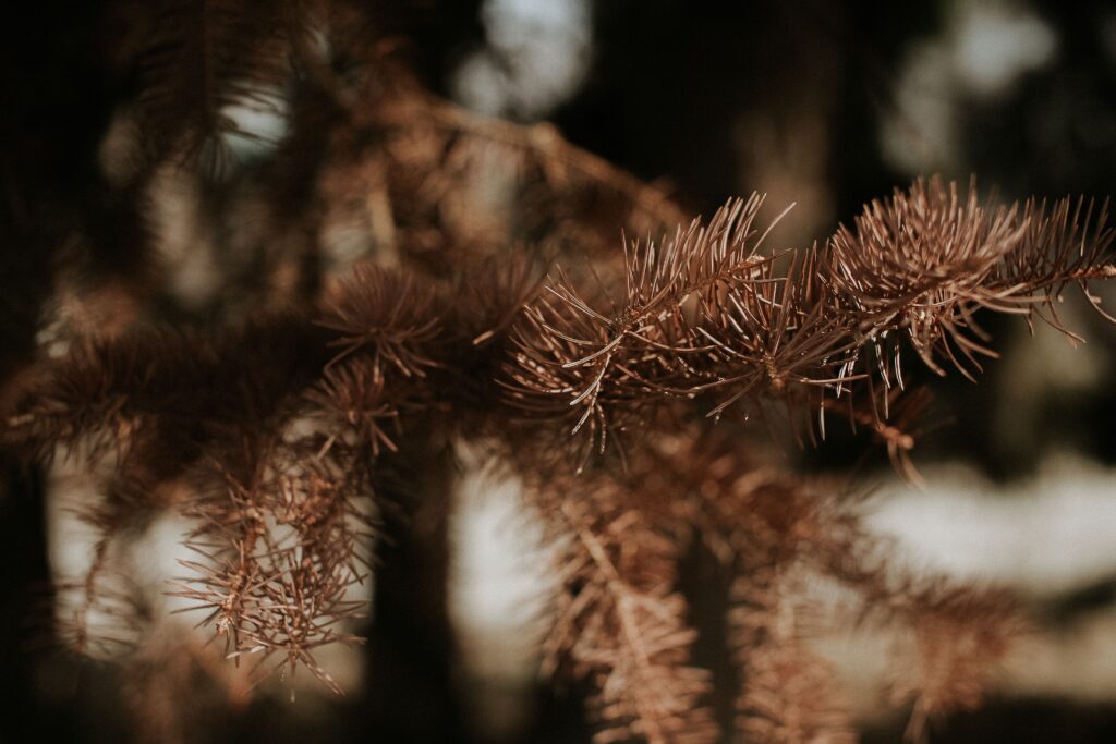 Browning pine needles from pine tree disease in East Tennessee Title: Pine needle browning and decline