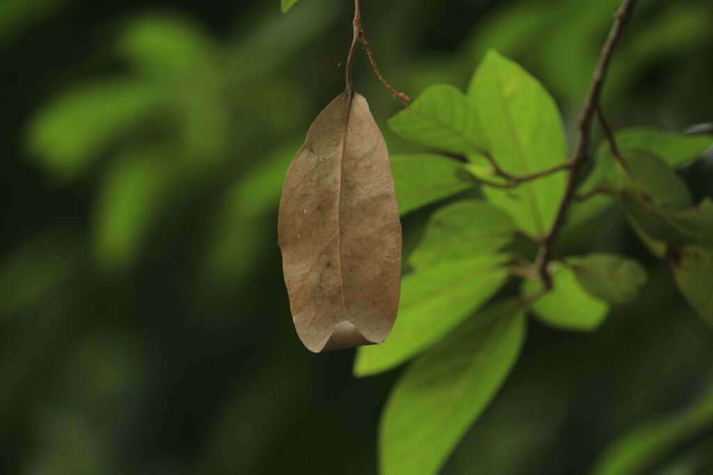 Tree losing leaves in summer with one dry leaf against healthy green foliage