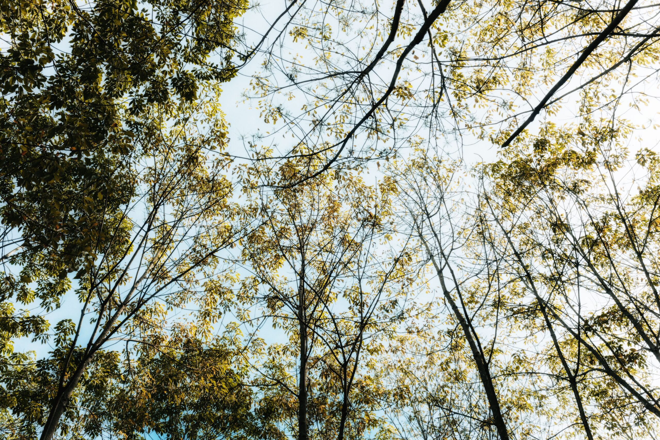 Tree losing leaves in summer viewed from below with a thinning, yellowing canopy
