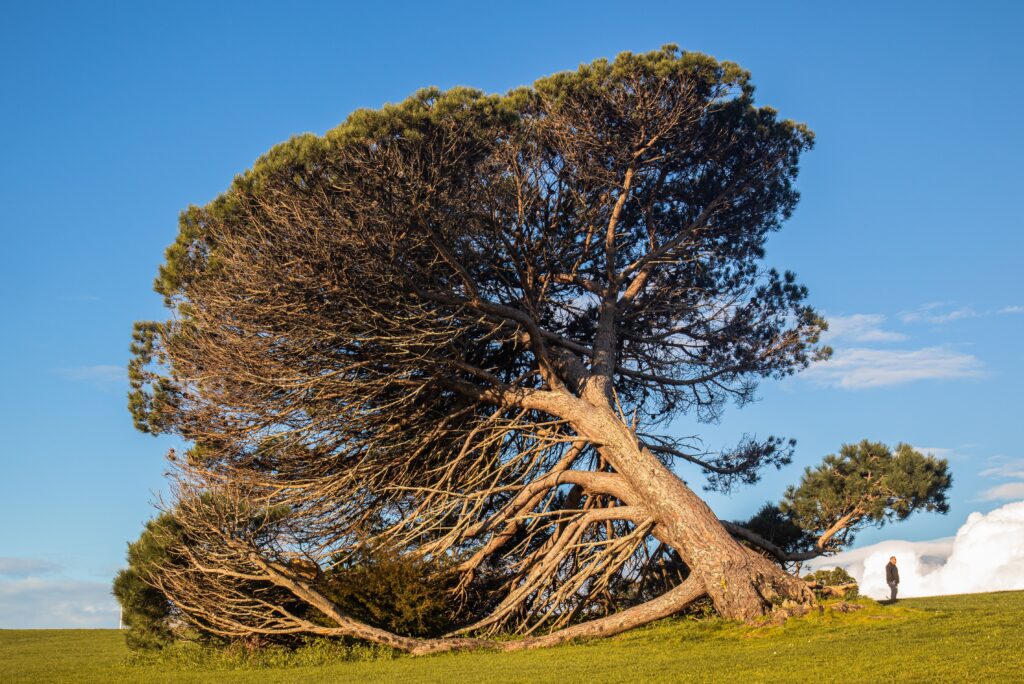 Leaning Tree Bent by Wind and Root Stress
