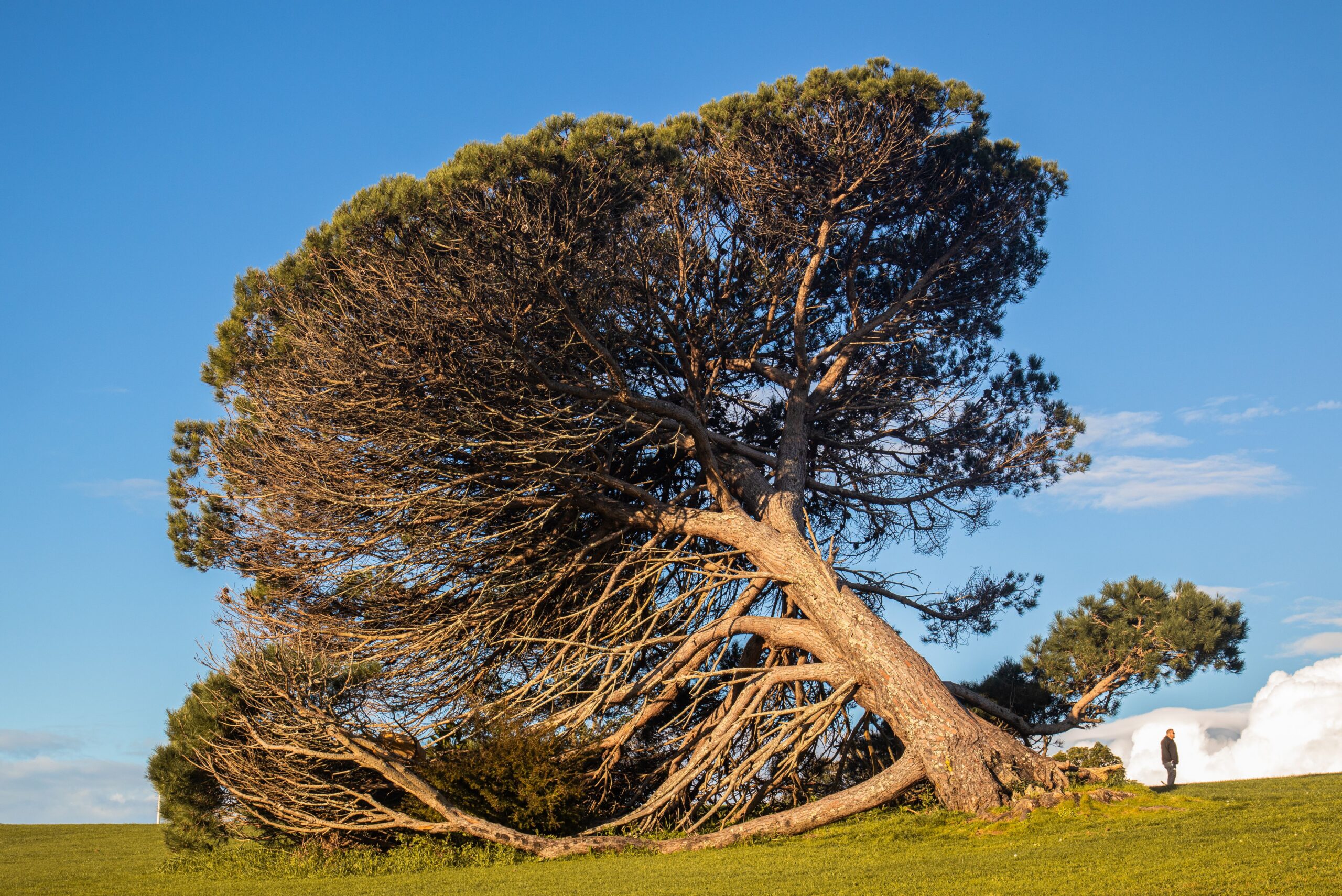 Leaning Tree Bent by Wind and Root Stress