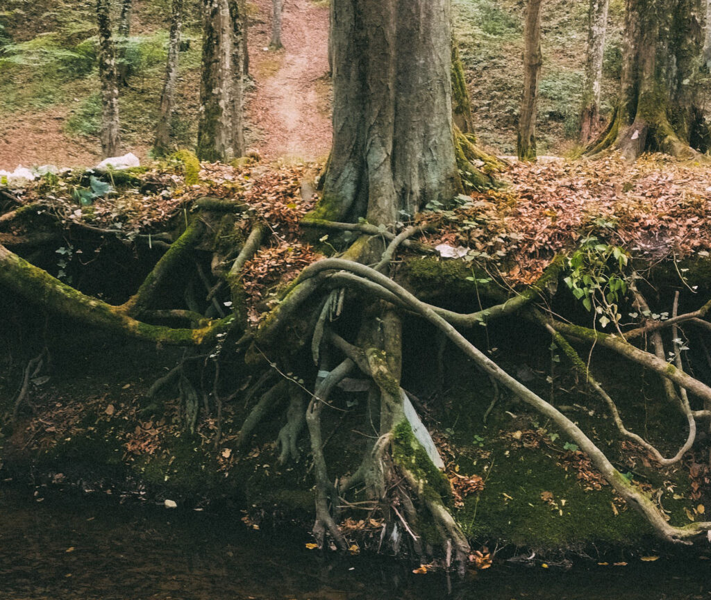 Tree roots exposed along an eroded creek bank, showing how soil erosion can undermine a leaning tree's root plate