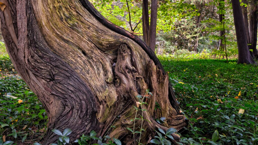 Gnarled tree trunk with a hollow, decaying cavity at the base, a visual sign of the root and trunk decay that can cause a tree to lean