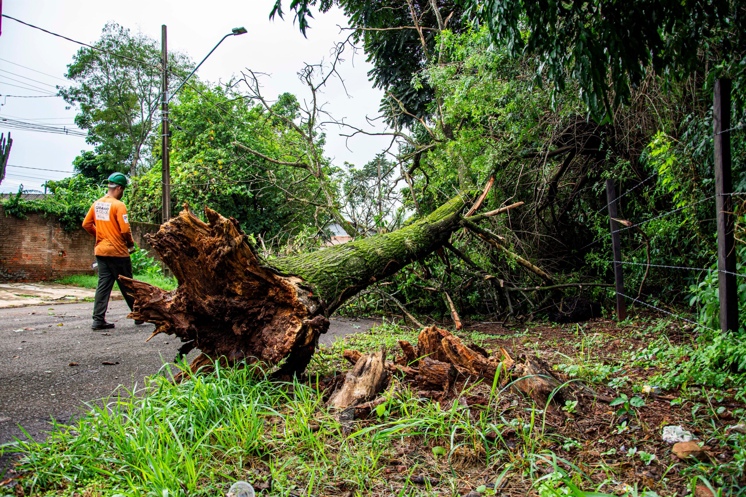 Uprooted tree with its root ball fully exposed after failing, showing the real-world consequence of untreated tree root damage