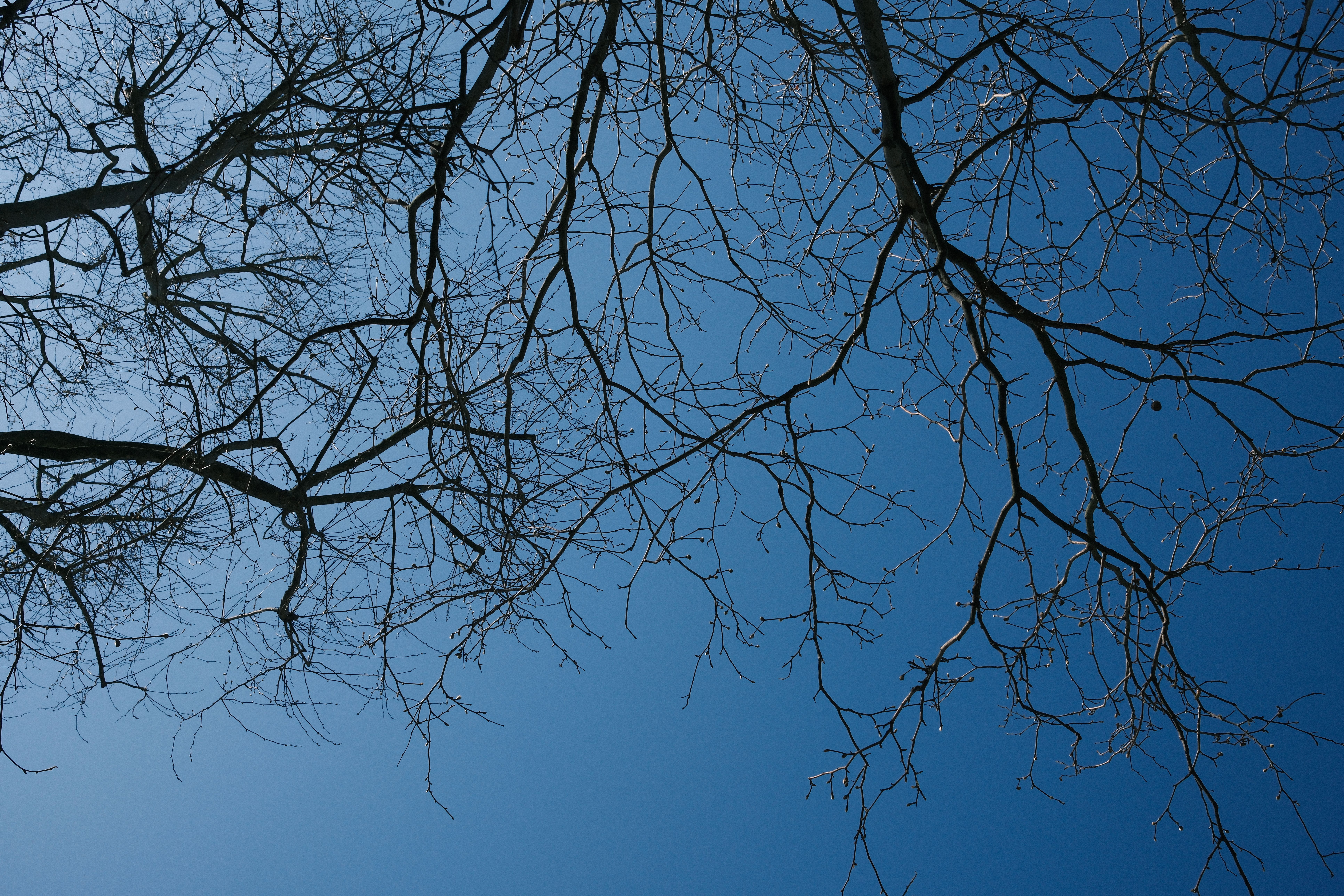 Sparse, bare tree branches against a blue sky, illustrating the canopy thinning and dieback that can result from tree root damage