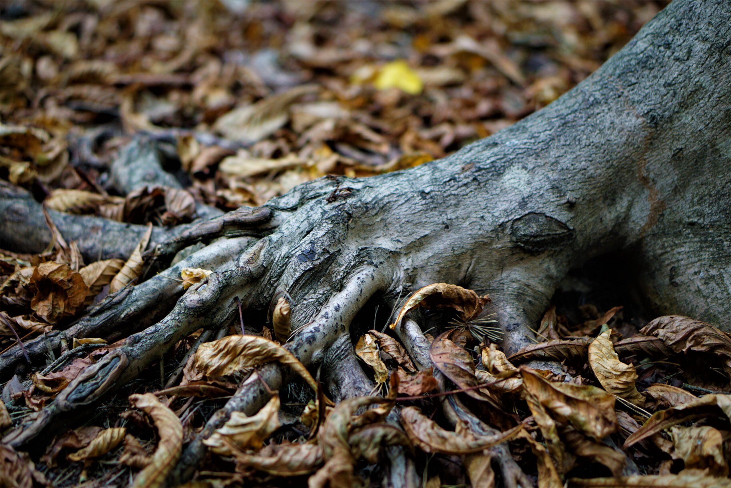 Exposed surface tree roots surrounded by fallen leaves, an early visible sign of root exposure and potential tree root damage