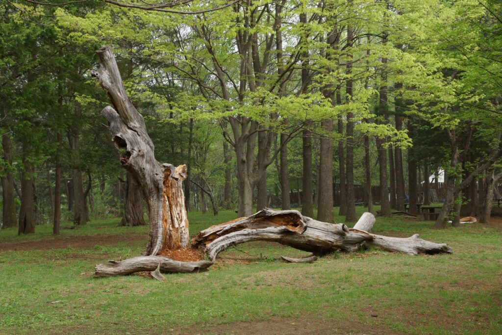 Split tree trunk with decayed hollow center and fallen limb on grass in Chattanooga, TN