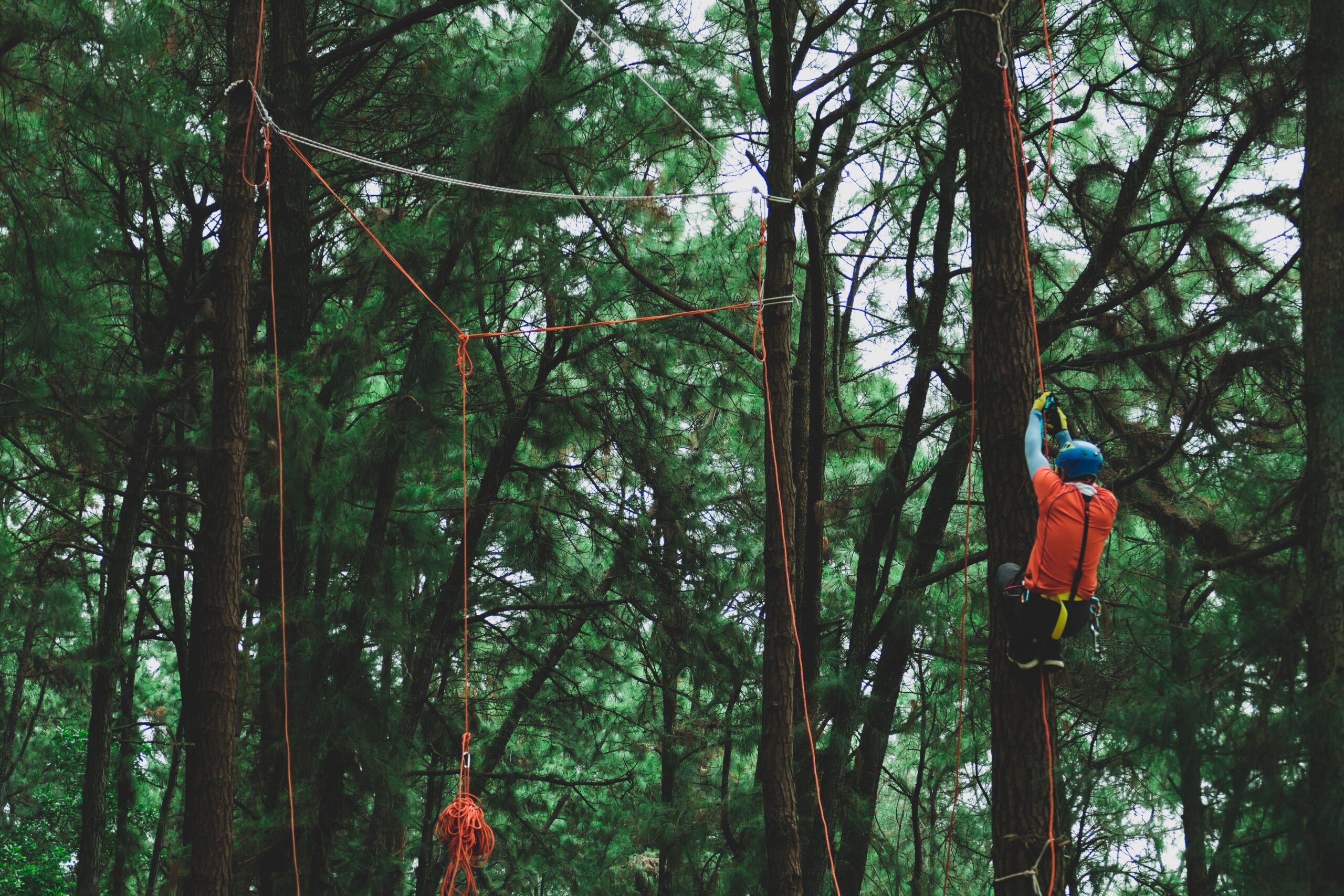 Arborist in blue helmet climbing a pine on ropes to reach the canopy of a split tree in Chattanooga, TN