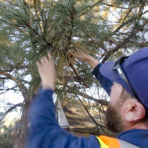 Arborist and Tree Service Chattanooga