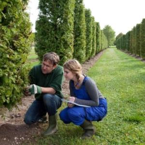 Arborist and Tree Service Chattanooga