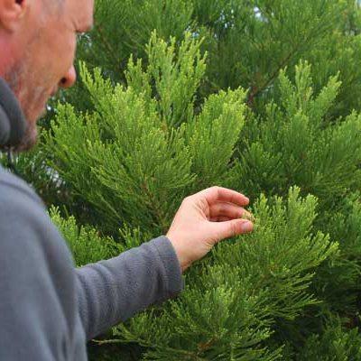 Arborist and Tree Service Chattanooga