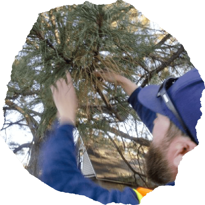 Chattanooga Arborist